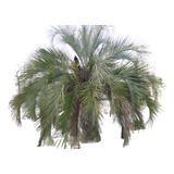 Palmera Butia Yatay  40lts