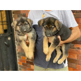 Cachorros Pastor Alemán