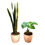 Sansevieria Y Monstera, Costilla De Adán En Maceta Premium 