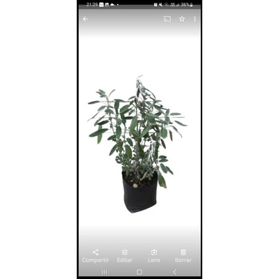 Paquete De 2 Plantas De Salvia Blanca De 30 Cm Aprox. | Meses sin interés
