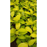 Philodendron Lemon - Filodendro - De Interior - Maceta 12 