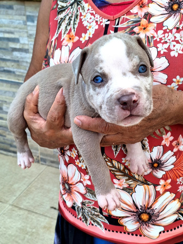 Filhotes De American Bully