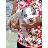 Filhotes De American Bully