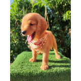 Cachorras Golden Retriever Hembras