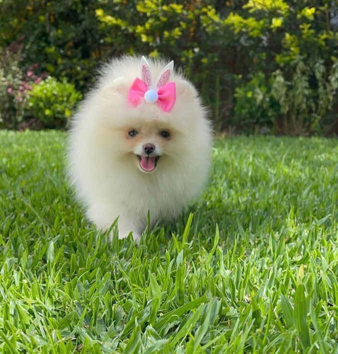 Pomerania Hermosos