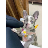 Venta De Perrita Bulldog Francés Merle