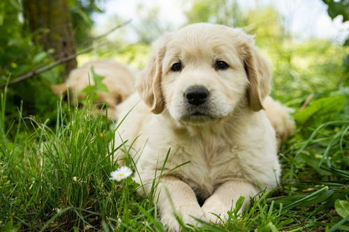 Cachorros Golden Retriever Medellin Cali Bogota