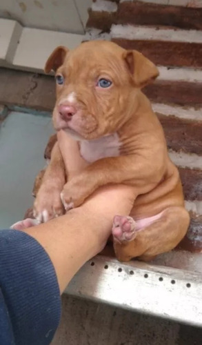 Cachorros Pitbull Red Nose