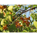 Chabacano, Apricot, Albaricoque Real Enano Para Maceta