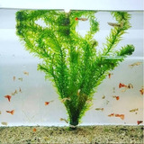 Elodea Y Guppys Plantas Acuaticas