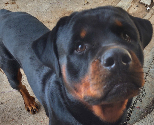 Filhotes De Rottweiler Legítimos 