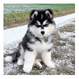 Alaska Malamute 