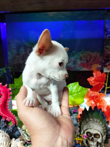 Chihuahua Mini