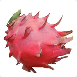 Kit 30 Mudas De Pitaya - Boreal Red, Royal Red E Vietnamense