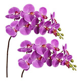 Orquídea Phalaenopsis Floreciente De 31.5 Pulgadas De Alto, 