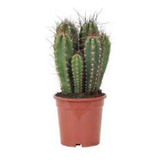 Cactus Caja X 10 U. H E R M O S O S - E.gratis Caba Y Gba