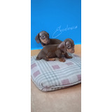  Salchicha Chocolate Dachshound Miniatura.