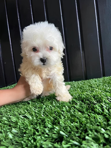 Cachorros Poodle Mini Toy Pequeños.