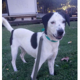 Cachorro En Adopcion Responsable ,zona Pilar