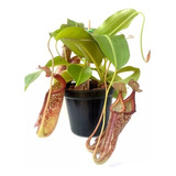 Planta Carnívora Nepenthes Maxima Pt15 + Pote, Haste E Musgo