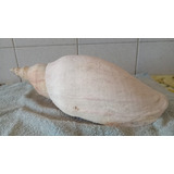 Caracol Marplatense. Grande 36 Cm Largo