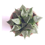 Muda Suculenta Haworthia Hibrida 02 Aloe Agave Echeveria