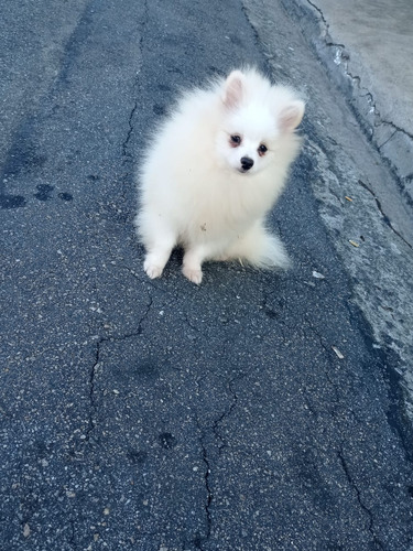 Macho De Spitz Alemão Lulu Da Pomerania 