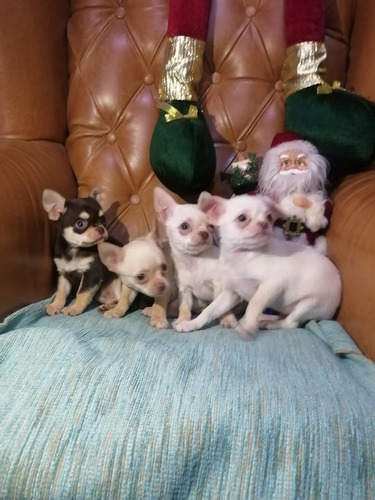 Machos Chihuahuas 