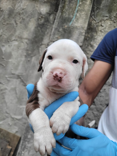 Cachorro Pitbull Blanco Con Café Bogotá Animal Pets Colombia
