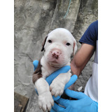 Cachorro Pitbull Blanco Con Café Bogotá Animal Pets Colombia