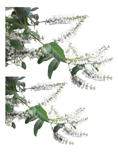 Cedrón De Monte Azahar Aloysia Gratissima Aromática Nativa