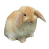 Conejos Miniatura Minilop O Belier Mascotas Mascoticas 