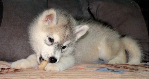 Husky Siberiano Macho Con Pedigree Internacional 