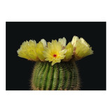 Semillas De Cactus Echinopsis Huascha Flor Amarilla Rara 