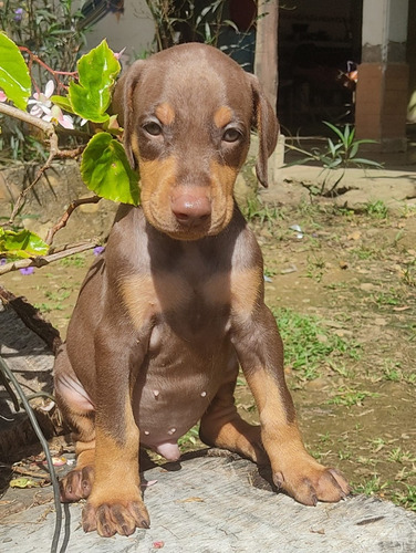 Cachorros Dobermam