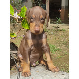 Cachorros Dobermam