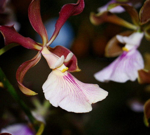 Orquídea Encyclia Cordigera