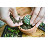 3kg De Sustrato Para Cactus Variado + Regalo
