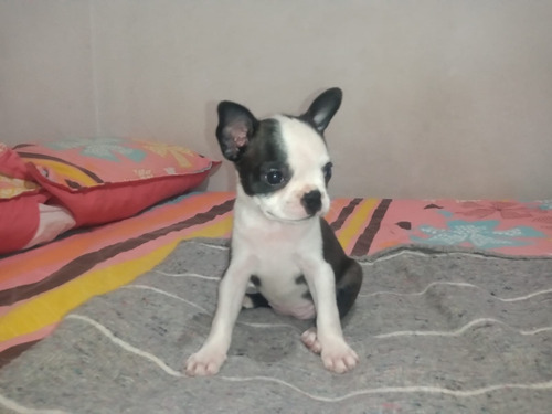 Cachorro Boston Terrier Bogotá Suba Animal Pets Colombia 