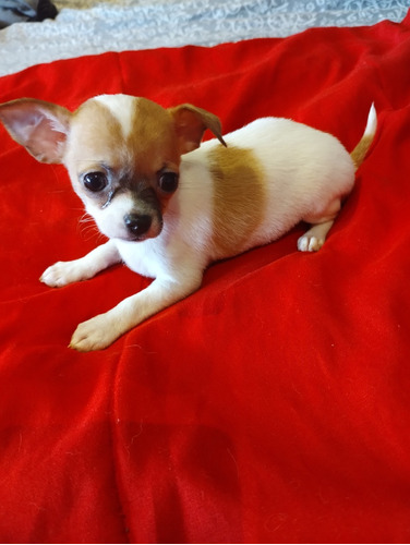 Chihuahua Hembrita 