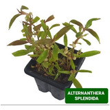 Alternanthera Reineckii ´splendida´ Planta Natural Aquario