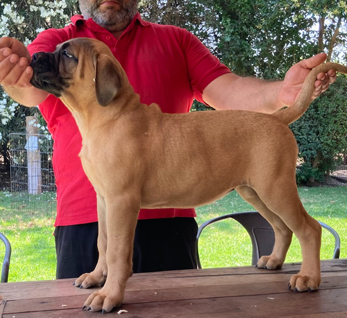 Cachorras Bullmastiff Inscritas