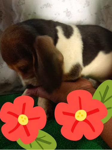 Beagle Tricolor Macho 