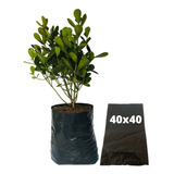 Saquinhos Para Mudas Saco Para Germinação 40x40cm - 1kg