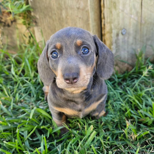 Teckel  Mini Blue 62 Dias Perro Salchicha Mini Medellin