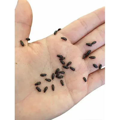 Cepa De Gorgojo Chino Alimento Para Peces Reptiles 1 Litro | Envío gratis