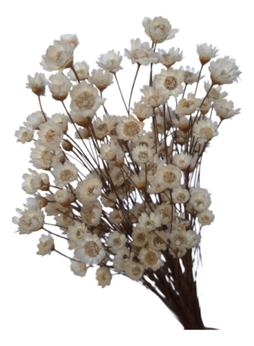 Sempre Viva 500 Florzinha Branca Decoração Garrafinha Mesa.