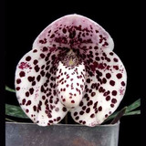 Orquídea Paphiopedilum Sapatinho Flor Exótica 10 Sementes