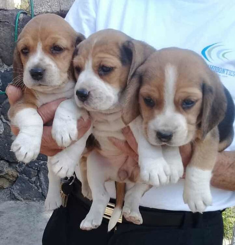 Cariñosos Y Amorosos Beagle!!