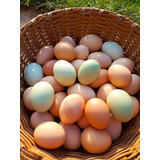 Huevos Fértiles Para Incubar De Gallina Criolla - Cant. 10
